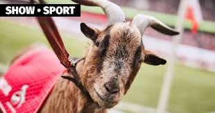 Win fc köln 1:0.players fc köln in all leagues with the highest number of goals: Goat Hennes Viii Former Mascot Of Cologne Died Bundesliga Footballincidents Koln Fc