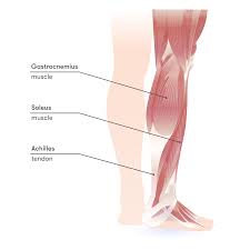 Main extensor tendon & digital extensor tendon & long extensor tendon. Achilles Tendonitis Pain Causes Symptoms And Exercises
