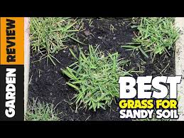 5 Best Grass Seeds For Sandy Soil 2023