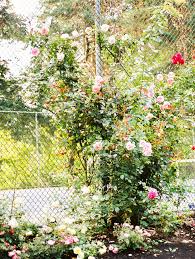 Portland International Rose Garden