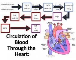 Learn About The Circulatory System For Kids Cardiac