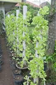 Meski lahan sempit, jika anda ulet pasti akan mendapat hasilnya. Agromedia Membangun Kebun Sayuran Mini Di Teras Rumah Menggunakan Vertikultur Agromedia
