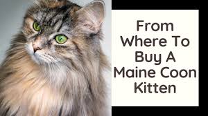 from where to a maine kitten