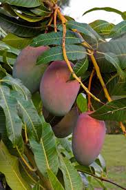 Ripe mango stored in the refrigerator can help it last for up to seven days if whole, four days if cut into pieces. Mango Tree Problems No Mango Fruit On Tree