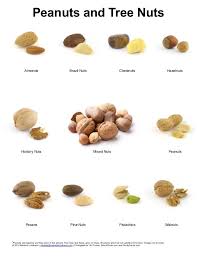 Types Of Nut Trees Peanuts And Tree Nuts Poster Tree