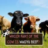 what-part-of-the-cow-is-wagyu