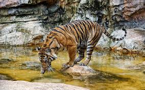 tiger drinking water hd wallpaper pxfuel