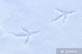 Sticker Empreinte de corvidé ( corneille ou grand corbeau) dans la neige • Pixers® - Nous vivons
 pour changer