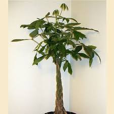 But with proper care, a money tree plant can grow to great heights and live a long, healthy life. Good Luck Money Tree Braided