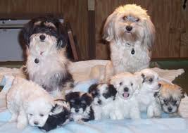 The cost of a havanese puppy varies depending on his place of origin, whether he is male or female, what titles his parents have. The Age Of Parents Predicts The Sex Of Puppies In A Litter Psychology Today