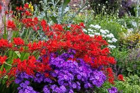 Top 10 Hardy Plants For Late Summer