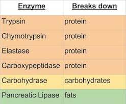 enzymes in the digestive system