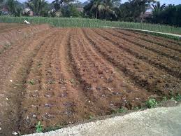 Setelah menyiapkan lahan, cara menanam jahe merah di kebun selanjutnya adalah memilih benih tanaman jahe merah yang akan ditanam. Cara Budidaya Jahe Dengan Mudah Mesin Pertanian