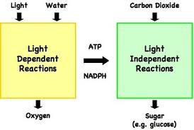 Glucose, a simple sugar, is a product of photosynthesis. Photosynthesis Respiration Flashcards Quizlet