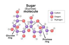 what is sugar exploratorium