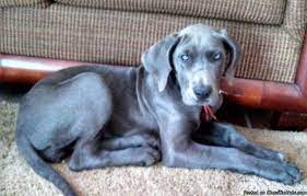We are committed to offering great dane puppies who will grow up to become important members of your family. Blue Great Dane Puppies For Sale In Des Moines Iowa Classified Americanlisted Com