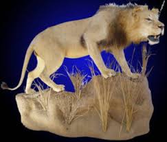 african game mayes taxidermy studio