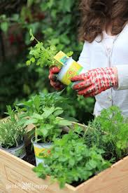 Make A Wine Box Herb Garden Fit For A