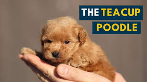 what is a teacup poodle learn about