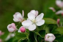 what-is-apple-blossom
