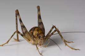 spider crickets and how to get rid of