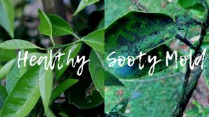 sooty mold on citrus trees mad