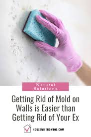 how to get rid of mold on walls it s