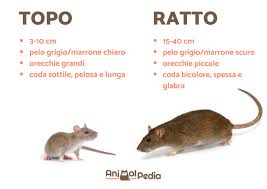 Quali sono malattie trasmissibili (foto pixabay). Differenza Tra Topo E Ratto Caratteristiche E Curiosita