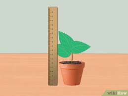 4 Ways To Measure Growth Rate Of Plants Wikihow