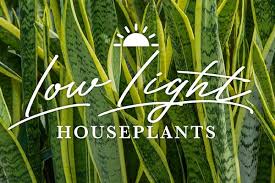 Exciting Houseplants For Low Light