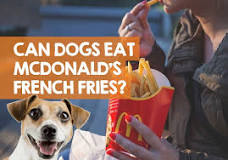 can-dogs-have-mcdonalds-fries