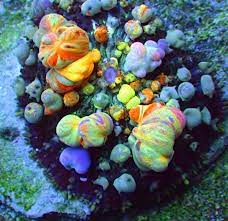 A must have for collectors. Hallelujah Bounce Shroom Is A Miracle Of Colorful Bubbles Reef Builders The Reef And Saltwater Aquarium Blog