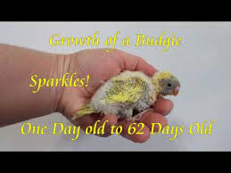 Growth Of A Baby Budgie From Day 1 To 9 Weeks Youtube