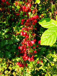 Hawthorn is also thought to increase heart muscle contraction, heart rate, nerve transmission, and heart muscle irritability. Hawthorn Crataegus Monogyna A Tree Of Edges Magic And Heart Healing A S Apothecary
