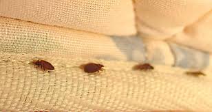 Image result for bed bugs