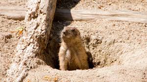 how to get rid of groundhogs fast so