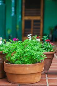 Arrange Potted Plants On A Patio