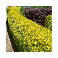 Duranta erecta green and gold 24. Buy Golden Duranta Golden Hedge Plant Online At Lowest Price