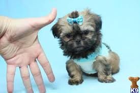 1,289 likes · 56 talking about this. Shih Tzu Puppy For Sale Bunny Teacup Shihtzu Puppy 2 Years Old
