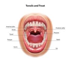 throat tonsils cavity cal
