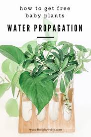 Water Propagation How To Get Plants