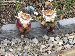 My New Gnomes From Hobby Lobby At 50