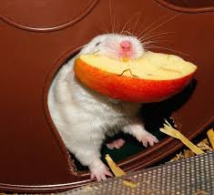 Ask your vet about the best foods to feed your new friend. Hamster Facts For Kids Cool Kid Facts