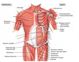 Figurative anatomy muscles of the torso. Front Torso Muscle