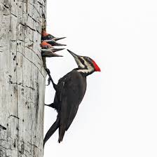 Woodpeckers Portland Audubon