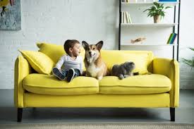 sofa dust mite removal top strategies