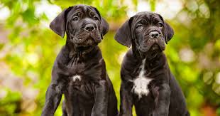 Cane Corso Glorious Guard Dog Or Perfect Pet Lets Find Out