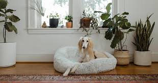 List Of Dog Friendly House Plants Pawness