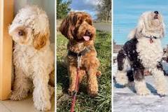 7 Calmest Doodle Breeds (with Photos) - Oodle Life