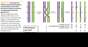 bio chapter 8 genetic recombination